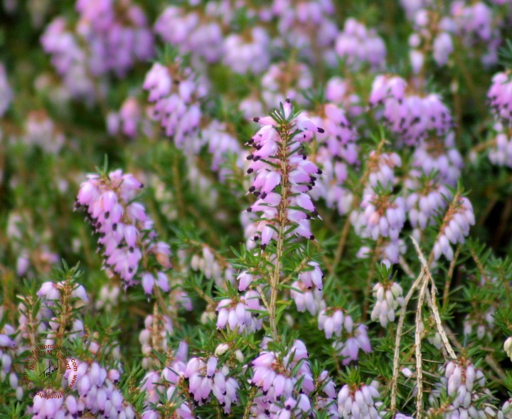Heather 8P34D-01.JPG